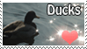 duck